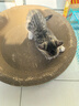 疯狂的主人猫抓板窝碗形大号猫抓盆不掉屑猫窝宠物猫玩具瓦楞纸猫爪板 实拍图