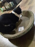 疯狂的主人 猫抓板窝超大号猫玩具猫爪板猫抓盆不掉屑猫窝碗形圆形瓦楞纸 实拍图
