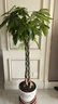叹为观止大型植物发财树各种大颗盆栽开业乔迁客厅办公室内好养大型花卉 辫子发财树【1.2-1.4米】 含盆 实拍图
