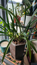 劉閣蘭花四季素心大凤素夏带花苞出售有香味的花苗室内阳台绿植物花卉盆栽 6苗连体裸根 配硬塑黑盆 实拍图