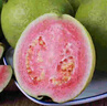 京鲜生 红心珍珠芭乐 番石榴 净重3斤 单果150g+ 生鲜水果礼盒 实拍图