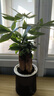 发财树盆栽大植物室内办公室桌面客厅小盆景招财树苗绿植花卉盆栽 三杆发财树 5-8cm【繁星吸水盆】 【送肥料】 实拍图