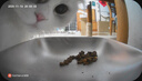 霍曼（Homerun）AI智能宠物自动喂食器视频版 猫狗喂食定时定量摄像头可视 可插卡 实拍图