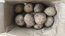 新鲜土豆现挖现发山东正宗黄心黄肉当季蔬菜马铃薯洋芋薯条3两起 山东土豆带箱3斤 中大果 实拍图