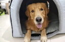 嬉皮狗狗窝冬季保暖猫窝房子可拆洗狗狗屋冬天封闭式泰迪宠物床 北欧灰 2XL（建议体重80斤内） 实拍图