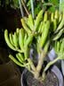 多肉花盆陶瓷透气家用室内外粗陶紫砂创意小号绿植大口径盆栽桌面 2件套艺术绘画 款式 实拍图