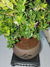 开时果 小叶赤楠盆景摆件 办公室桌面绿植花卉好养盆栽植物源头直发包邮 【推荐款】舍得紫砂盆+苔藓+底座 实拍图