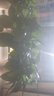 双盟 绿萝盆栽除甲醛花卉绿植办公室新房净化空气110款10盆装源头直发 实拍图