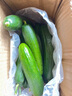京喜加新鲜无刺水果小黄瓜小青瓜脆甜荷兰脆嫩生吃黄瓜蔬菜 水果黄瓜 2斤 带箱活动 实拍图