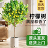 植男植女客厅大型香水柠檬树不带花果绿植四季植物室内客厅真盆栽源头直发 实拍图