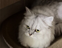泰格宠物宠物烘干箱猫咪洗澡吹毛神器小狗狗专用吹毛烘干袋家用吹水吹风机 蓝色-烘干袋【适合25斤内宠物】 实拍图