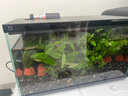 米家（MIJIA）智能生态鱼缸还原自然生态 智能鱼缸+滤芯套装 实拍图
