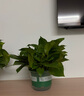 双盟绿萝盆栽除甲醛花卉绿植办公室新房净化空气180加仑2盆装源头直发 实拍图