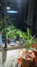 光联天下led全光谱植物补光灯自然光块根龙舌兰月季兰花生长灯鱼缸爆藻灯 30W【全光谱5000K】48°植物补光 实拍图