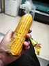 十月稻田 黄糯玉米 3.52斤(220g*8根)  杂粮粗粮 东北玉米 低脂早餐 新米 实拍图