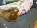 LEGENDSANDY蓝氏全价猫粮生骨肉冻干成猫幼猫猎鸟乳鸽9kg(1.5kg*6) 实拍图