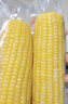 十月稻田 黄糯玉米 3.52斤(220g*8根) 25年新玉米 东北玉米 早餐 低脂粗粮 实拍图