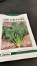 北蔬 菠菜种子苗老品种耐寒小叶大叶红根秋季菜籽 趴地香菠菜种子20g 实拍图