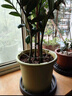 爱丽思花盆塑料圆形树脂多肉花盆种花种菜盆绿萝爱丽丝 军绿口径30.1cm 实拍图