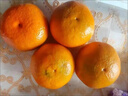 黄六爷正宗广西沃柑10斤新鲜橘子水果武砂糖皇帝橘柑桔子鸣当季整箱沃柑 3斤 小果【新鲜超甜现摘】 实拍图