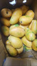 顾果鲜海南小台芒9斤新鲜应季当季热带时令水果小台农芒果整箱甜心芒 5斤净重4.5斤 【中果】 实拍图