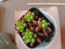 【新人专享】虹之玉多肉植物彩色系列红色精品多肉办公室室内 虹之玉5-6厘米【塑料盆栽好】 实拍图