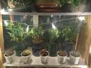 绿有意绿植盆栽多肉花卉盆栽植物室内桌面水培绿植办公室客厅植物懒人 4盆自选】植物和盆颜色请备注 实拍图