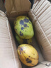 【双十一热卖】玉芒水果芒果新鲜上市 带箱2斤【单果300g+】 实拍图