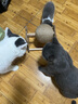 HELLOJOY逗猫咪玩具自嗨解闷猫抓板幼猫爪板小猫抓球耐抓不掉屑耐磨猫爬架 实拍图