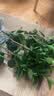 花翁大红赤丹茶花树苗室内盆栽绿植阳台盆景庭院植物年宵花卉源头直发 实拍图