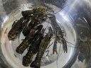 澳洲鲜活小龙虾超大特大淡水养殖清水蓝龙虾一两以上（干净免刷） 789钱5斤装（一斤大概11-13只） 实拍图