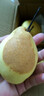 京喜加赵州水晶鸭梨新鲜水果产地直发【六】单果180g起 1粒单果170g+ 实拍图