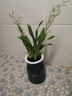 劉閣蘭花5色可选 水培梦香兰花苗带盆发货香水文心兰奶油味室内花卉盆栽草 粉色文心兰带4支生花剑 配北欧盆 实拍图