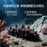 辽参大连有机冷冻海参礼盒2斤26-30只非即食京东自营旗舰店 固形物85% 实拍图