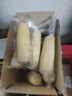 京鲜生东北白糯玉米250g*10棒 新鲜甜糯玉米棒真空包装粘玉米 源头直发 实拍图