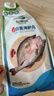 仙泉湖三去白蕉海鲈鱼1斤/条净膛冷冻刺少肉厚珠海特产500g生鲜食材 实拍图