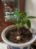 【带盆高度约15-25cm】发财树盆栽室内植物客厅办公室吸甲醛好养 单杆发财树+塑料四方舍得盆+小方底座 花盆直径约8cm 实拍图