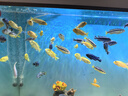 百因美（BIOZYM）观赏鱼饲料水族三湖慈鲷颗粒鱼食马鲷滋鲷素食肉食缓沉鱼粮 三湖慈鲷素食饲料120g 实拍图