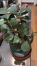 小盼菩提树盆栽绿植物室内花盆景办公室桌面观叶四季客厅好养活树 特大盼菩提（带果发货）绿迎客松陶瓷 带盆栽好 实拍图