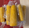 十月稻田 黄糯玉米 3.52斤(220g*8根) 东北粘苞米 早餐零食 蛇年限定 实拍图