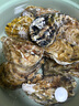 贝司令 鲜活乳山生态生蚝4XL 净重4斤 8-11只 生鲜源头直发 实拍图