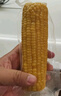 京鲜生东北糯玉米3黄3白3黑220g*9棒 真空包装新鲜甜糯玉米棒 源头直发 实拍图