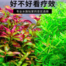 疯狂水草（FKSC）水草液肥1100ml鱼缸水草营养液不伤鱼水培碗莲水草植物综合生根 实拍图