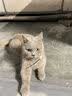 夸克猫粮 幼猫成猫英短美短蓝猫布偶全价通用全期猫咪主粮 经典猫粮鱼肉味1斤 实拍图