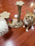HELLOJOY猫抓板猫爬架一体耐磨不掉屑剑麻抓柱耐抓逗猫棒猫咪玩具自嗨解闷 实拍图