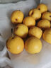 樱慕晴【JD地标认证】正宗辽宁鞍山南果梨东北特产南国梨香水梨新鲜水果 净重5斤【普装小果黄梨】约40枚 实拍图