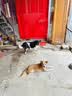 京七冻干狗粮40斤装通用成犬幼犬20kg狗干粮鸡肉鸭肝整颗蛋黄冻干七拼 实拍图