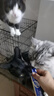 路斯猫条猫零食咪零食能量主食猫草宠物湿粮成猫幼猫通用猫咪湿粮猫饭 鸡肉羊奶牡蛎12g*20支/袋 实拍图