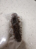 久年大连即食海参京东自营1斤5-7只辽刺参独立包装 固形物85%海鲜盒装 实拍图