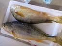 鸿顺【冰鲜】黄花鱼4条4斤 生鲜鱼类 宁德大黄鱼 地标产品 源头直发 实拍图